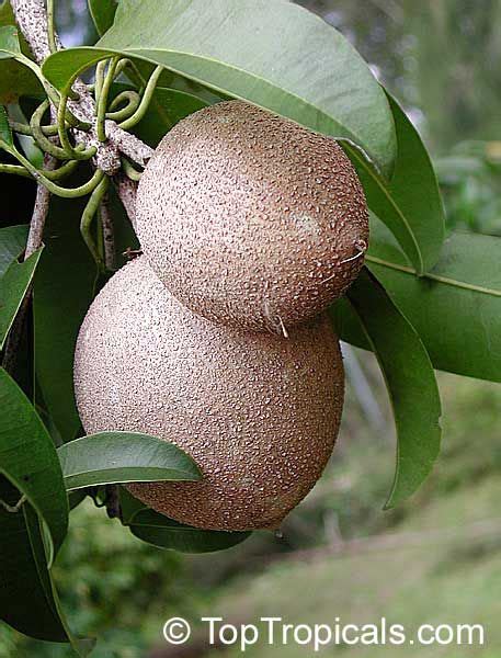 Rare and sometimes even weird tropical fruits, with unusual and unique shapes and flavors. Pin on Fruit Trees in my Garden