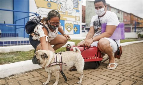 Até o momento, o recife recebeu 556.725 doses da oxford/astrazeneca, 457.858 da vacina coronavac, 98.544 da pfizer e 59.300 da janssen. Castração gratuita para pets no Recife - #OxeRecife