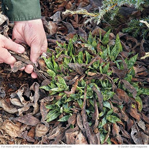 This movable diy vertical garden made out of rain gutters makes it so easy to grow lettuce and other greens. Pulmonaria cleanup | Garden gates, Clean up, Garden