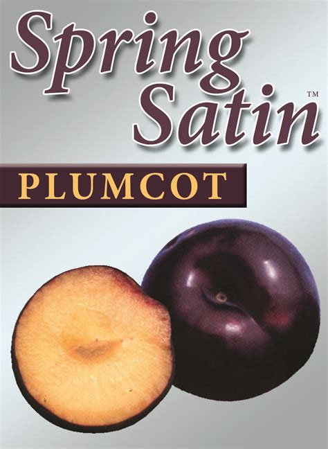 Check out the pronunciation, synonyms and grammar. New Generation Fruit - Spring Satin Plumcot - Blerick Tree ...