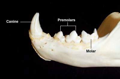 All mammals have 4 kinds of teeth: Dental Anatomy of Cats