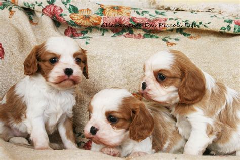 Qui, soprattutto nel secolo xi, vigeva un divieto piuttosto bizzarro: Cuccioli Cavalier King Prenotabili | Dei Piccoli Elfi