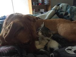 Tippy.mov @ meow cat rescue kirkland wa 425 822 6369. Meu - MEOW Cat Rescue