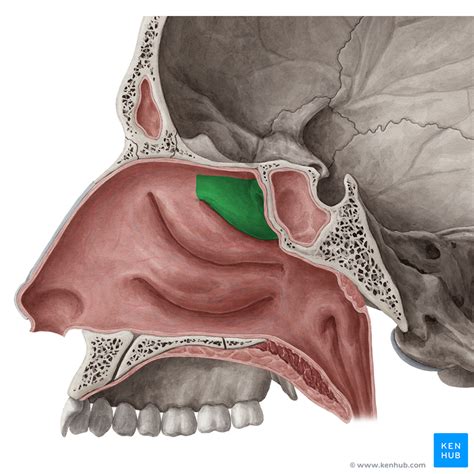 This is an online quiz called nasal cavity bones. Superior nasal concha (Concha nasalis superior) | Kenhub