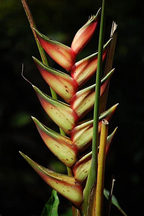 Made up of a gorgeous garden of plants like succulents and green plants, a dish gardens bring natural beauty to plants that are commonly found in dish gardens include cacti, succulents, air plants, flowering plants, leafy greens and more. Dragon Plant- saw these in costa rica and love them ...