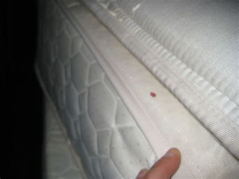 Blood stains are truly dubious to remove once they set. Pin on Make it and save; and nifty cleaning solutions