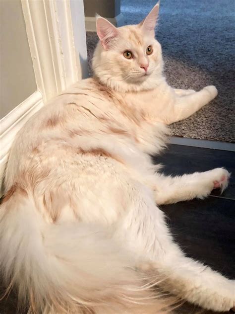 If you are looking for a maine coon cat or maine coon kitten please email! Maine Coon Kittens For Sale Ohio