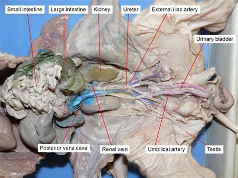 A few labeled pictures identifying at least 2 different blood vessels around the pig's heart. Chapter 11. Fetal Pig Dissection - Anatomy and Physiology ...