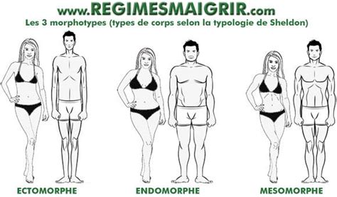 Morphotypes : ectomorphe, endomorphe et mésomorphe