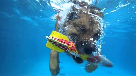 Weitere ideen zu hunde, hündchen training, cesar milan. German Shepherd mix Lucy dives underwater for her dog toy ...