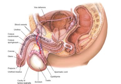 Explore the anatomy systems of the human body! Male Genitalia and Hernias Ch 13 - Physician Assistant ...