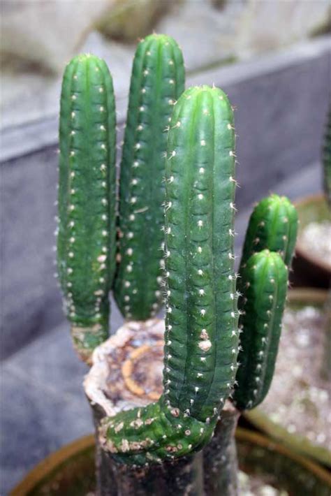You can make a soil more san pedro cactus loves sunshine, so make sure the plant gets enough sunlight to obtain the cacti plants have developed unique features that help them go for longer periods without water. Welcome ~Lucy's~ to the Truth: Cactus Drug/Herb; San Pedro
