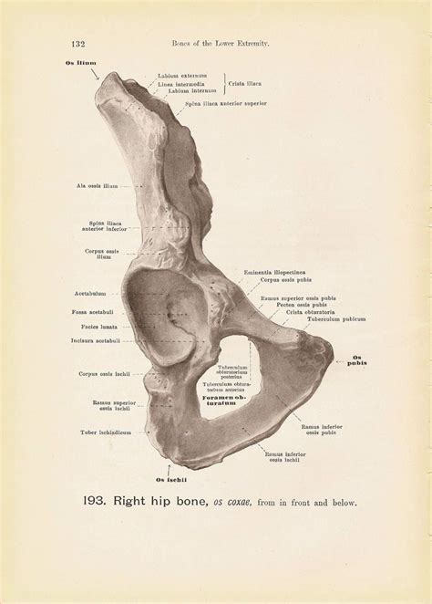 Human spinal nerves anatomy vintage print. the-right-hip-bone-from-in-front-and-below-black-and-white ...