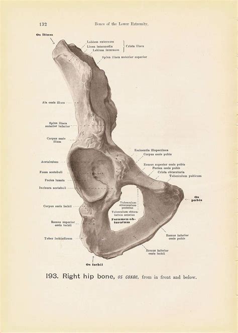 Buy wall art from vintage anatomy prints. the-right-hip-bone-from-in-front-and-below-black-and-white ...