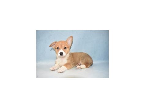 The pembroke welsh corgi puppies are merry and expressive but also intelligent and active. Pembroke Welsh Corgi-DOG-Female-Sable-2641294-Petland ...