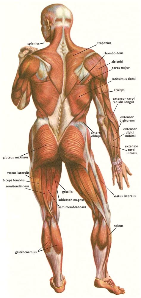 One example of this is the quadriceps, a group of four muscles located on the anterior (front) thigh. New Research: Muscles = Longevity! - Garma On Health