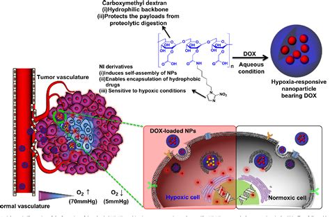 Along with other medications, it may also be used for malaria. Figure 1 from Hypoxia-responsive polymeric nanoparticles ...