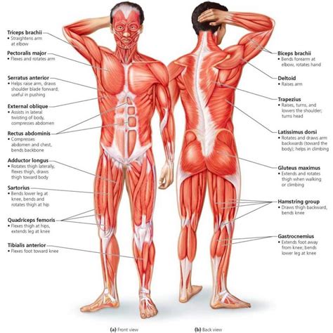 Muscle chart with most important muscles of the female body. Groin Muscle Anatomy Diagram | Muscle diagram, Human body ...