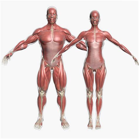 The spine provides support to hold the head and body up straight. 3d model male female muscle anatomy