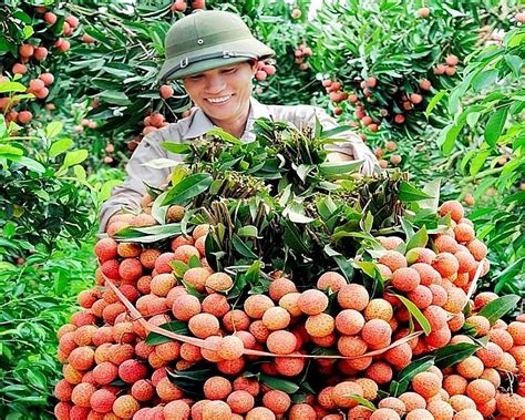 Vải thiều bắc giang bán trên sàn thương mại điện tử voso.vn. Bắc Giang đại thắng vụ vải thiều 2020, thu về 6.900 tỷ đồng