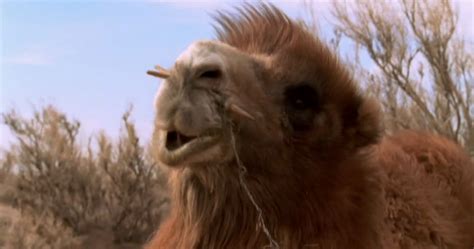 The story of the weeping camel is a 2003 mongolian documentary produced by thinkfilm. movies&pelis: The Story Of The Weeping Camel (2003)