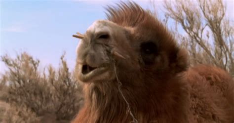 A nomadic family in mongolia's gobi desert faces a problem when a white camel colt is born in a difficult delivery and the mother rejects it. movies&pelis: The Story Of The Weeping Camel (2003)