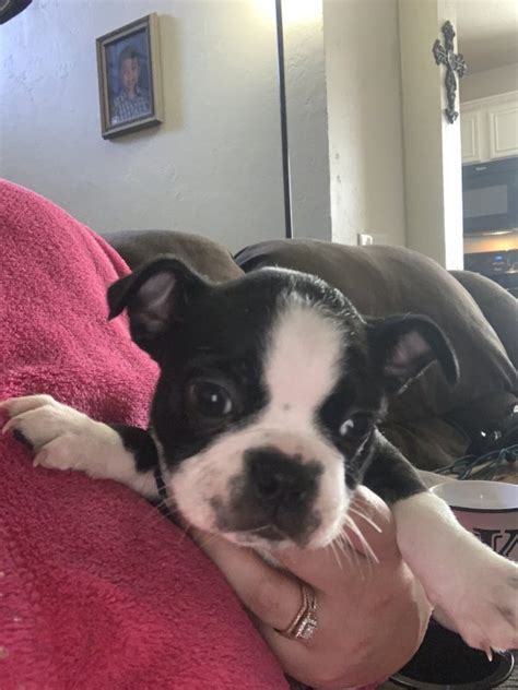 Pure bred puppies for sale from registered breeders located in new zealand. Male & Female Boston Terrier Puppies for Sale in Saginaw ...