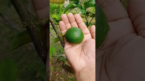 Limau kasturi yang ditanam di dalam pot atau. Limau Nipis Seedless - YouTube