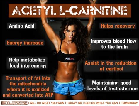 Healthkart hk vitals lean fat burner, with garcinia cambogia, green tea, grape seed & piper nigrum extracts, for weight management, 90 capsules : All You Need To Know About L-Carnitine - Healthkart Blog