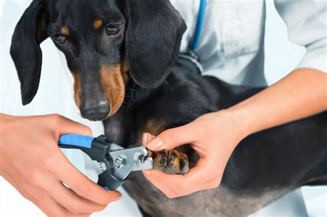 A elmo b big bird . Hoe nagels knippen bij een hond? | infobron.nl