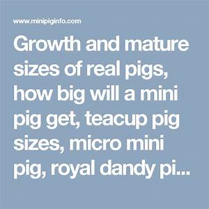 Pin On Mini Pig Growth And Sizes