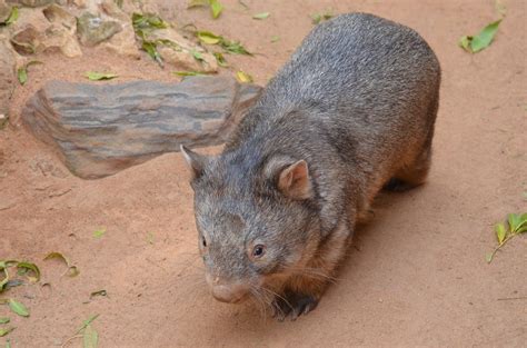 If you don't know what a wombat is, then you've come to the right place. ¿Qué comen los wombats?