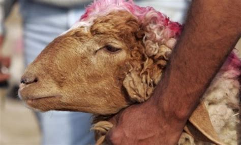 Fête de l'aïd al adha. Tunisie : La date de la fête de Aïd Al-Adha officiellement ...