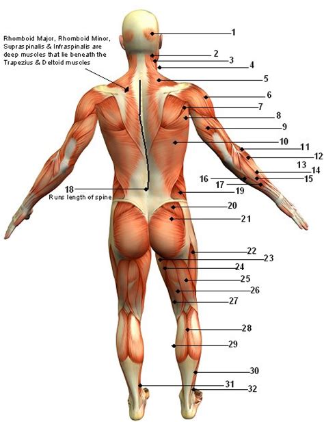 Broadly considered, human muscle—like the muscles of all vertebrates—is often divided into striated muscle, smooth. Muscular System Diagram Posterior (Back) View | Jen Reviews