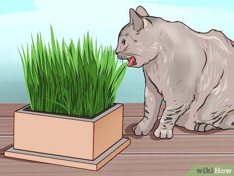 Provide your cat with rubber chew toys to enrich his pool of playthings, keeping in mind his attraction to the texture of electrical cords. 4 Ways to Keep Cats from Chewing on Electric Cords and ...