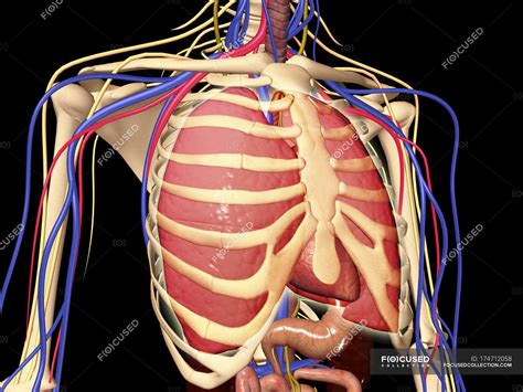 Closer to the midline of the body. Lungs Behind Ribs - Lungs And Rib Cage Posterior View ...