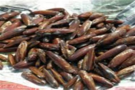 Più grossi sono e più costano! Taranto - Pesca 2kg di datteri di mare. Denunciato dalla ...