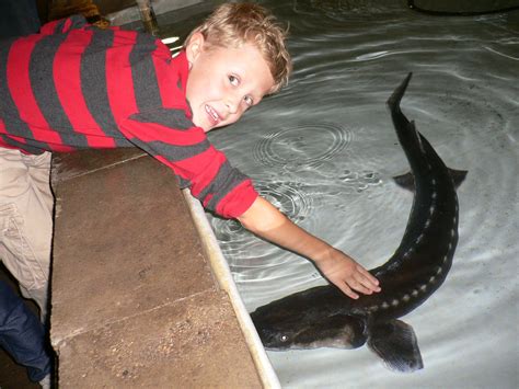 The petting zoo is a section of providence headquarters that houses many plant and animal evos. sturgeon petting zoo | Freshwater Farms of Ohio