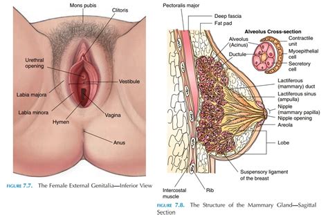 Diagram of a male upper leg. The External Genitalia - Female Reproductive System