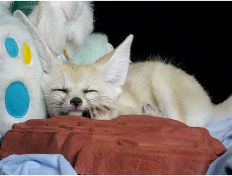 De nombreux propriétaires de renards en font des stars sur les réseaux sociaux, en partageant des. Renard fennec mâle et femelle vendre | lillie | Annonces ...