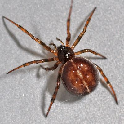 Black widow spiders are small arachnids but are one of the deadliest spiders in the world. Steatoda bipuncta, False Widow Spider