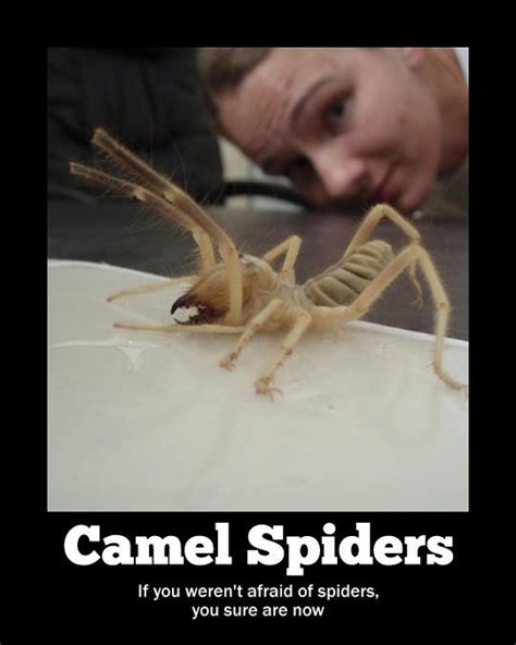 Camel spiders are even in afghanistan! Funny Scary Spider Memes | afraid of camels and spiders ...