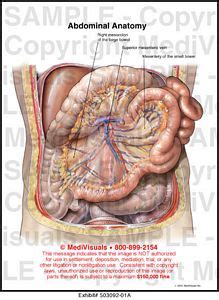 In front of the fascia are the abdominal muscles and skin. Abdominal Anatomy Medical Illustration Medivisuals