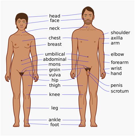 We did not find results for: Body Parts Of Men, HD Png Download , Transparent Png Image ...