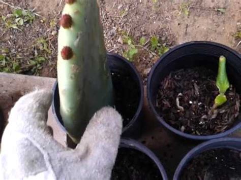 You can dip the cut ends of the pads into rooting hormone how fast do prickly pear cactus grow? How to grow prickly pear from cuttings - YouTube