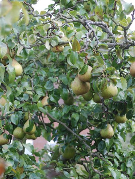 We like to call this amount the usable water. What Fruit Trees Like Lots of Water? | eHow