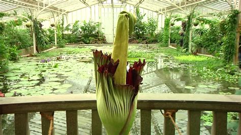 Die titanenwurz in bonn erblühte entgegen die tropische pflanze mit dem lateinischen namen amorphophallus titanum setzt ihn zu beginn der. botanischer garten titanenwurz ...