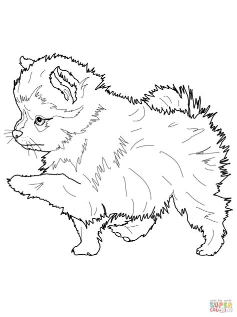 Downloads are subject to this site's term of use. Pomeranian Coloring Pages - Coloring Home