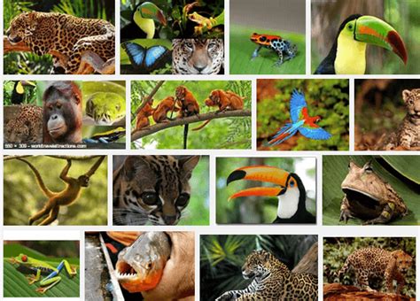 Tropical rainforests contain rich biodiversity of animals and plants, many of which are unique to these ecosystems. Amazon Rainforest Animals You've Likely Never Heard Of