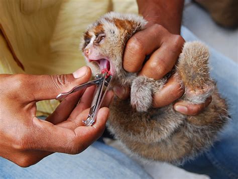 Kucing hutan jawa sendiri tentunya tidak bisa sembarangan dijualbelikan, apalagi telah termasuk dalam satwa liar dilindungi. Jenis Hewan Dilindungi Yang Masih Banyak Diperjualbelikan ...